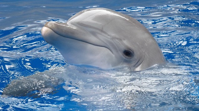main_img